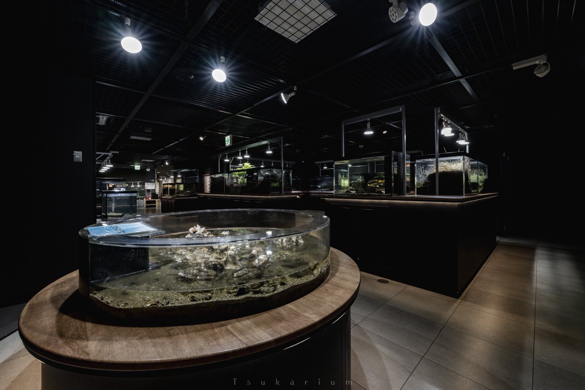 tsukarium's tweet image. 紫川沿いの地下にある北九州市水環境館
館内には紫川の解説や河川観察窓(1枚目)、作り込まれた水槽展示などが立ち並ぶ
ふらっと立ち寄ったのに楽しくて気付けば2時間ほどガッツリ撮影していた
そして無料って知らなかったから入館する時びっくりしちゃった