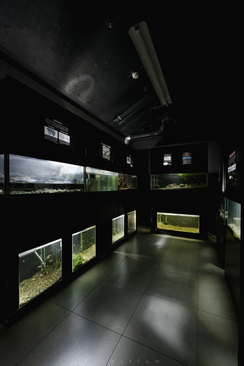 tsukarium's tweet image. 紫川沿いの地下にある北九州市水環境館
館内には紫川の解説や河川観察窓(1枚目)、作り込まれた水槽展示などが立ち並ぶ
ふらっと立ち寄ったのに楽しくて気付けば2時間ほどガッツリ撮影していた
そして無料って知らなかったから入館する時びっくりしちゃった