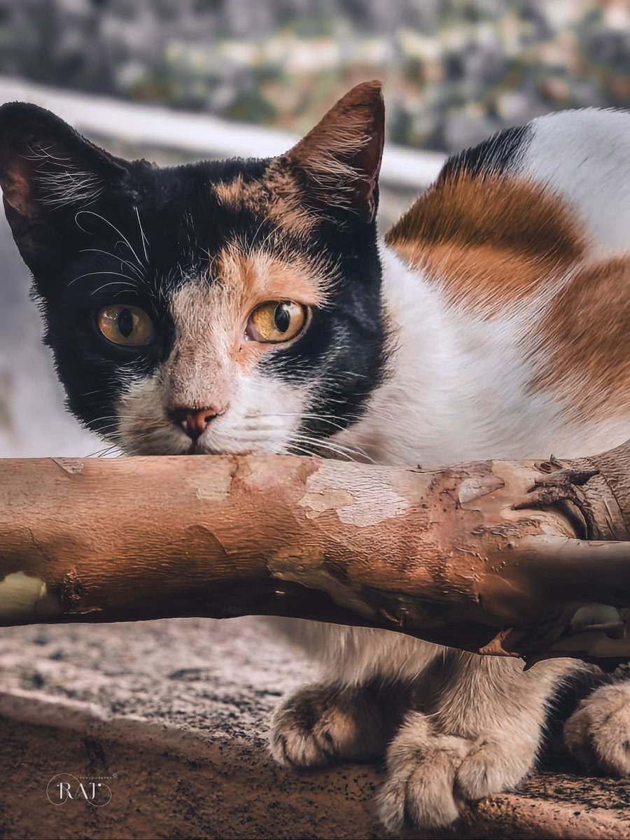 DecodingRaj's tweet image. Evening with Cat 😺 
.
📸 : @Vivo_India #VivoX200Pro 
.
#Zeiss #Zeissimagegofar