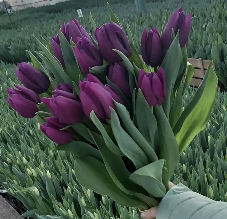 tutututututulip's tweet image. 