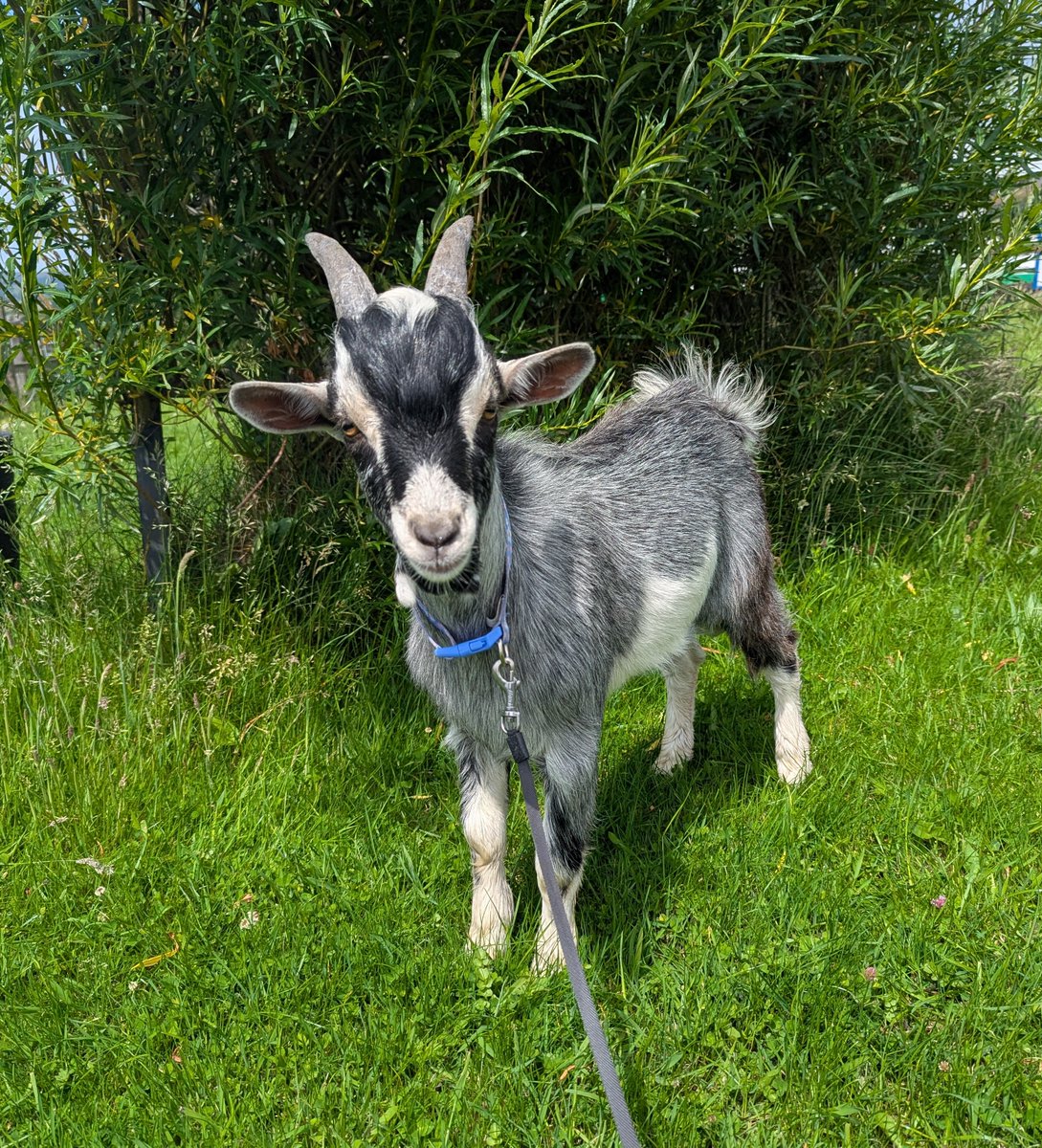Bleakholt Official (@bleakholtuk) on Twitter photo 🔎TREASURE HUNT🐐Newbie Goat Joshua has lost his summer reading books & needs your help to find them📚Find the 8 hidden pics & win a treat🍫£1 per sheet (Reception) fun for all ages, join the adventure! From 24 July 11 am-4pm summer hols📚<a href="/BleakholtF/">Bleakholt sanctuary farm and small animals.</a> <a href="/whatsoninrammy/">whats on ramsbottom</a> <a href="/thisisrammy/">This is Rammy</a> 🔎TREASURE HUNT🐐Newbie Goat Joshua has lost his summer reading books & needs your help to find them📚Find the 8 hidden pics & win a treat🍫£1 per sheet (Reception) fun for all ages, join the adventure! From 24 July 11 am-4pm summer hols📚<a href="/BleakholtF/">Bleakholt sanctuary farm and small animals.</a> <a href="/whatsoninrammy/">whats on ramsbottom</a> <a href="/thisisrammy/">This is Rammy</a>