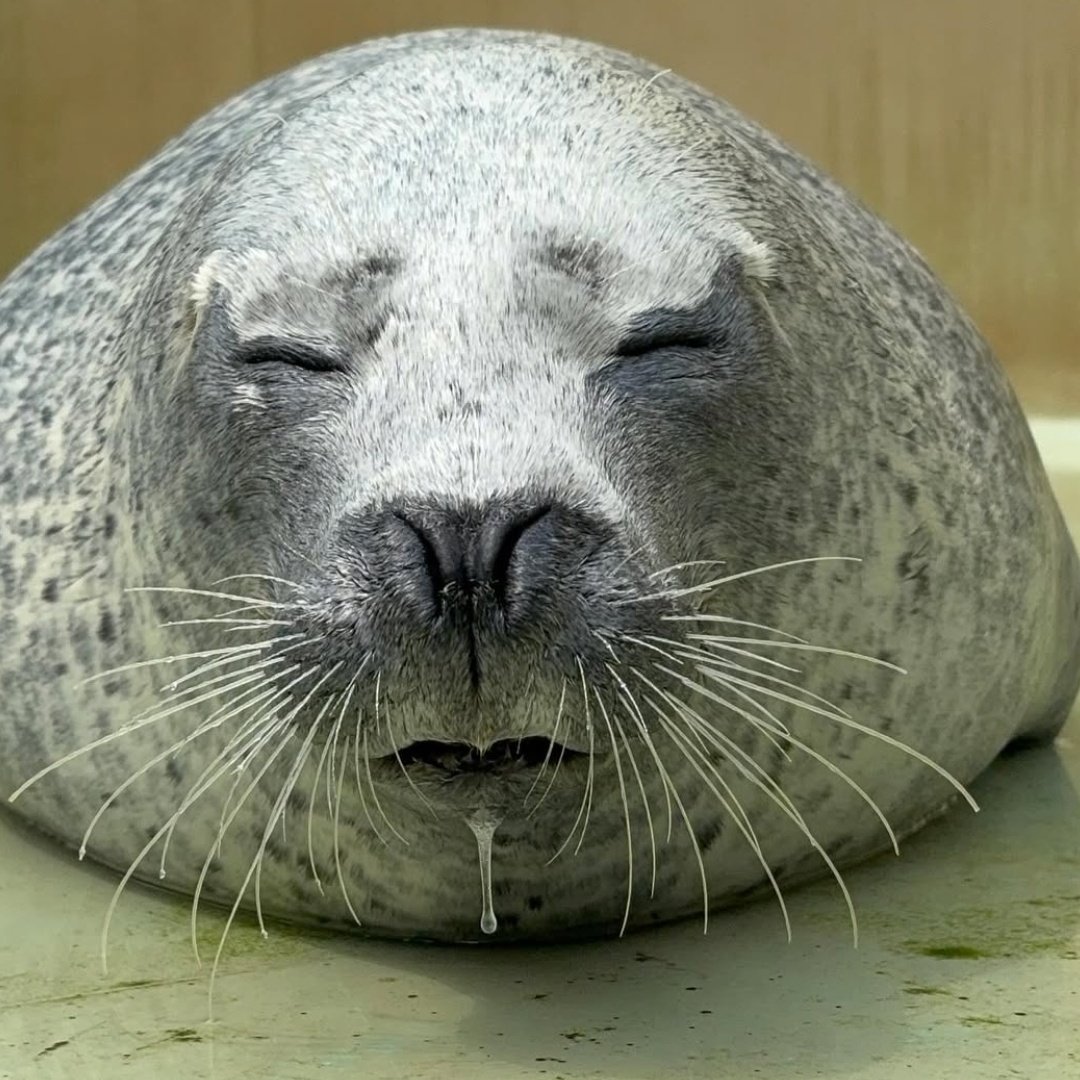 Sealyne_'s tweet image. If I was this seal I'd never recover from someone taking such a dastardly photo of me. Generational aura loss