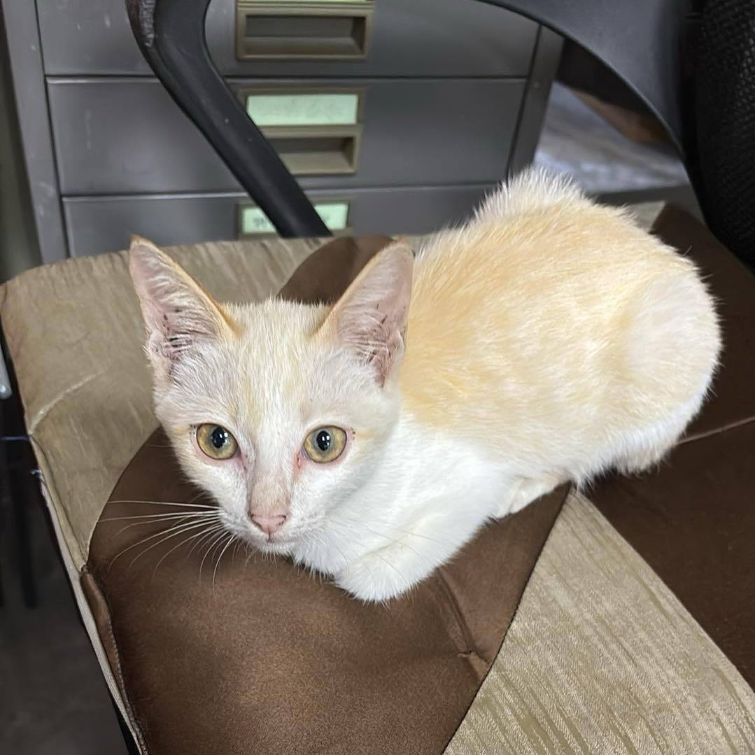 Twenty6hours's tweet image. #หาบ้านให้แมว 🐱
น้องเป็นเพศเมีย อายุประมาณ 3-4 เดือน เข้ากระบะทรายเป็น พูดเก่งและขี้อ้อนมากๆค่ะ ติดนุดสุดๆเลยค่ะ ฉีดวัคซีนให้น้องเรียบร้อยค่ะ
❣️พิกัด นครสวรรค์
อยากให้น้องได้บ้านที่อบอุ่นและมีเวลาให้น้องค่ะ
#แมว #แมวหาบ้าน #แมวจร #แมวใหม่ใกล้ฉัน
