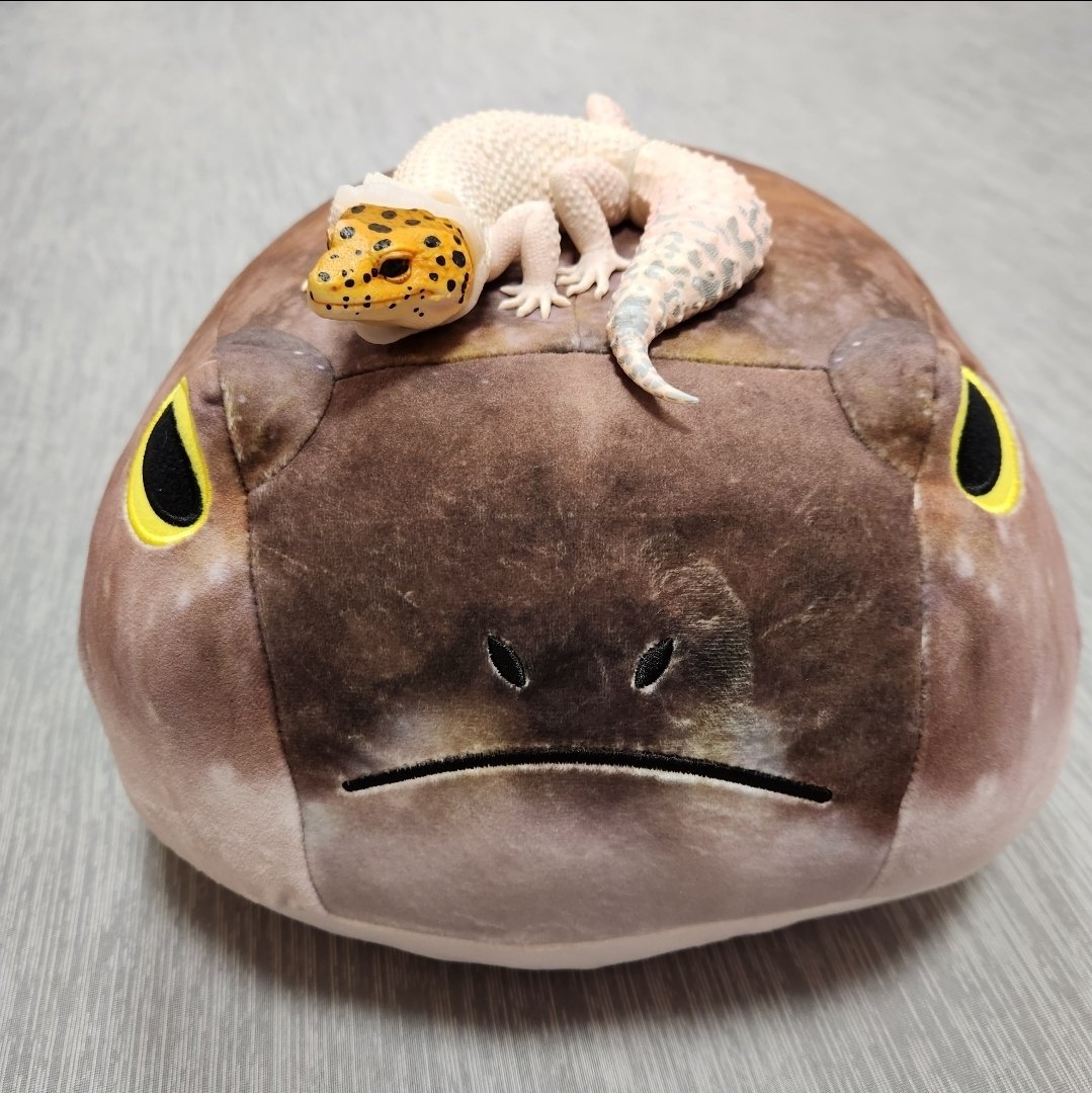 #一番くじに爬虫類と両生類が再びやってきた

爬虫類両生類好きな自分が第1弾に惹かれて、欲しかったB賞引けて、第2弾も出ること知った時めちゃくちゃ楽しみで、ラインナップも好きが詰まってて最高すぎます。第2弾をたくさんお迎えしたいです😭✨
いつか爬虫類両生類を家族としてもお迎えしたい夢🫧