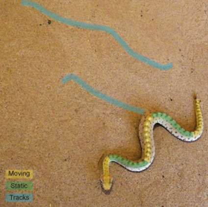iitbombay's tweet image. Researchers model the unique S-start motion that newborn yellow anacondas use to escape threats
A team built a computational model that revealed how a simple force travelling along the snake can replicate the complex movement of the S-start motion, revealing deeper insights and…