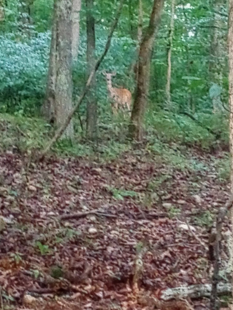 HemmerleinLee's tweet image. Remember to be mindful of what you do there is always someone watching.