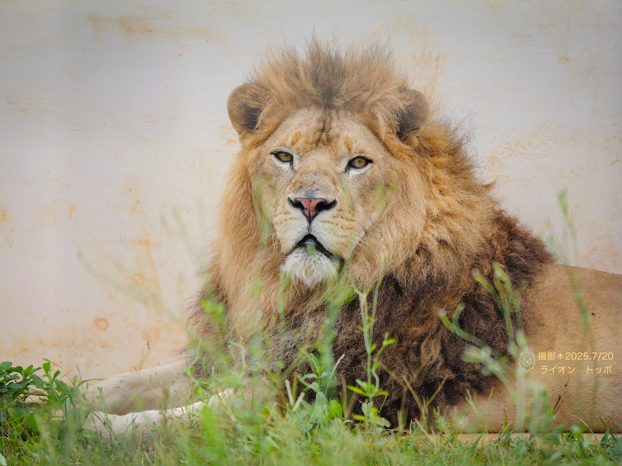 しばライオン 様 つきよまる🦁❣️🦁 on X: 