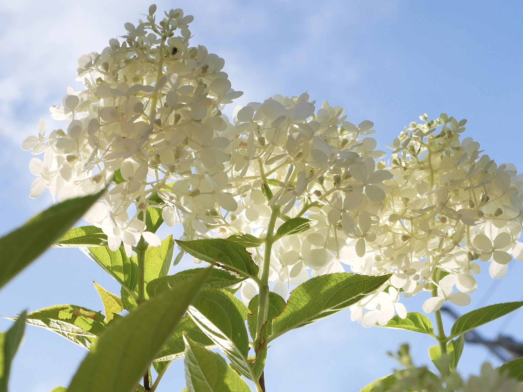 花❋ページ カード検索 ｜ Z/X - Zillions of enemy X - ゼクス公式サイト