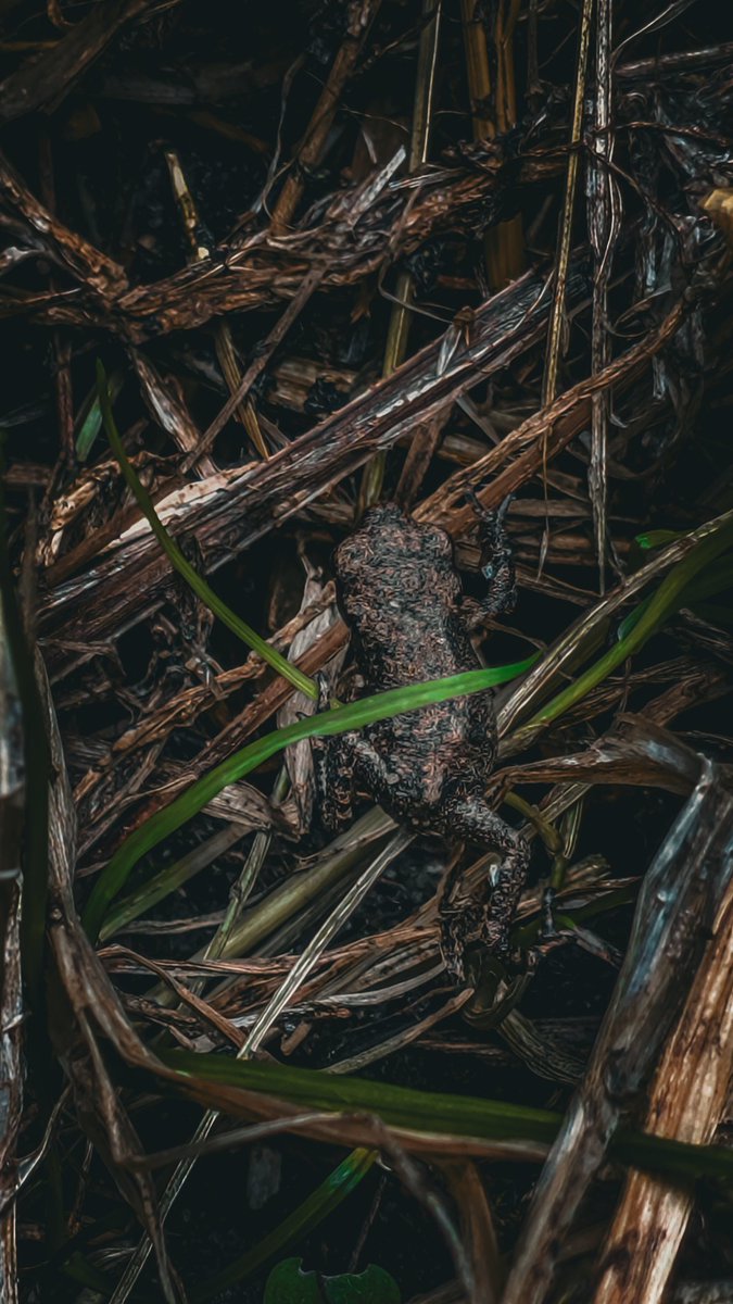 psychoticstate's tweet image. Nature walk 
🐸 
#macro #nature #photography