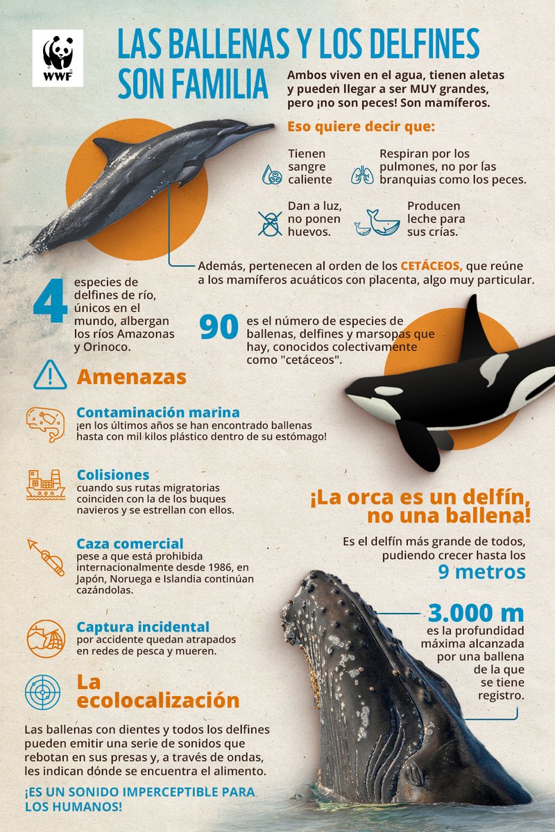 WWFespana's tweet image. 🐬 ¿Sabías que la orca no es una ballena, sino el delfín?
Su tamaño y apariencia engañan a muchos 😮
En el #DíaMundialDeLasBallenasyDelfines celebramos a estos increíbles habitantes del océano y su papel clave en la salud del planeta 🌊🌍
Descubre más en esta infografía ⬇️
