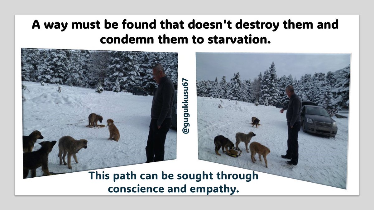 gugukkusu67's tweet image. Humankind domesticated them 11,000 years ago because it needed them. And the domesticated species lost their ability to survive independently in the wild. Today, in some countries(!), they are starved and mass-killed for public health reasons. This is unfair
#VeBetterDAO #VeFam