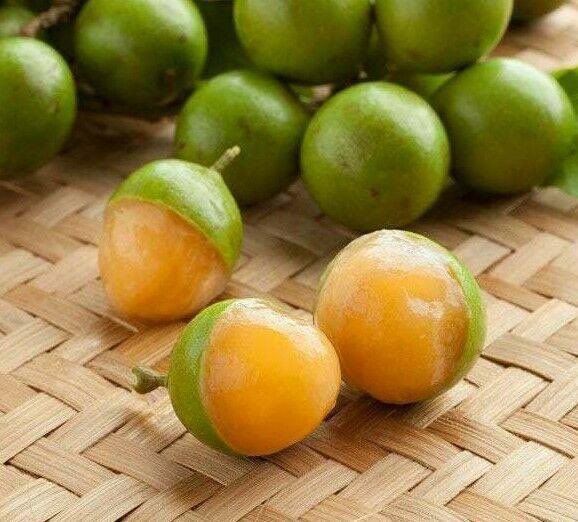 rossiadam's tweet image. On our island stops in the USVI last week we discovered the Spanish Lime (quenepa)…tastes like a cross between lychee and lime.
Every time we found a tree, a scout would go up and throw them down. It became our currency on the sailboat.
Going through withdrawals now….