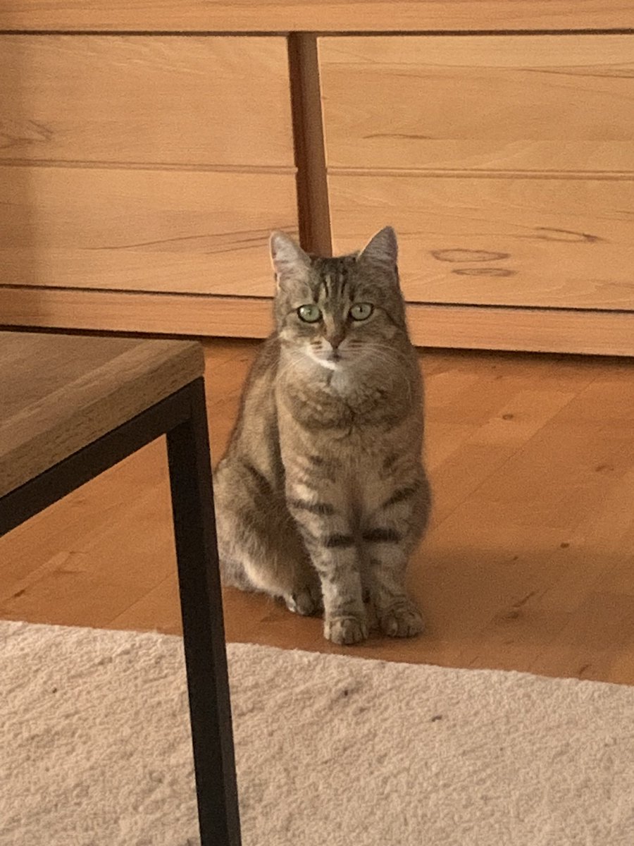 Philip2Phl99's tweet image. This cat finally enjoys good health after a lot of struggles