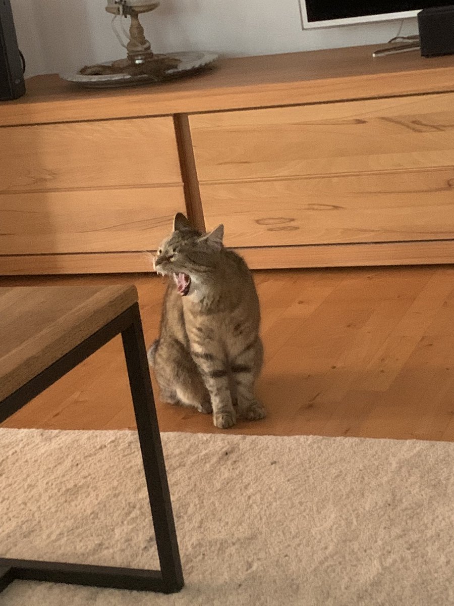 Philip2Phl99's tweet image. This cat finally enjoys good health after a lot of struggles
