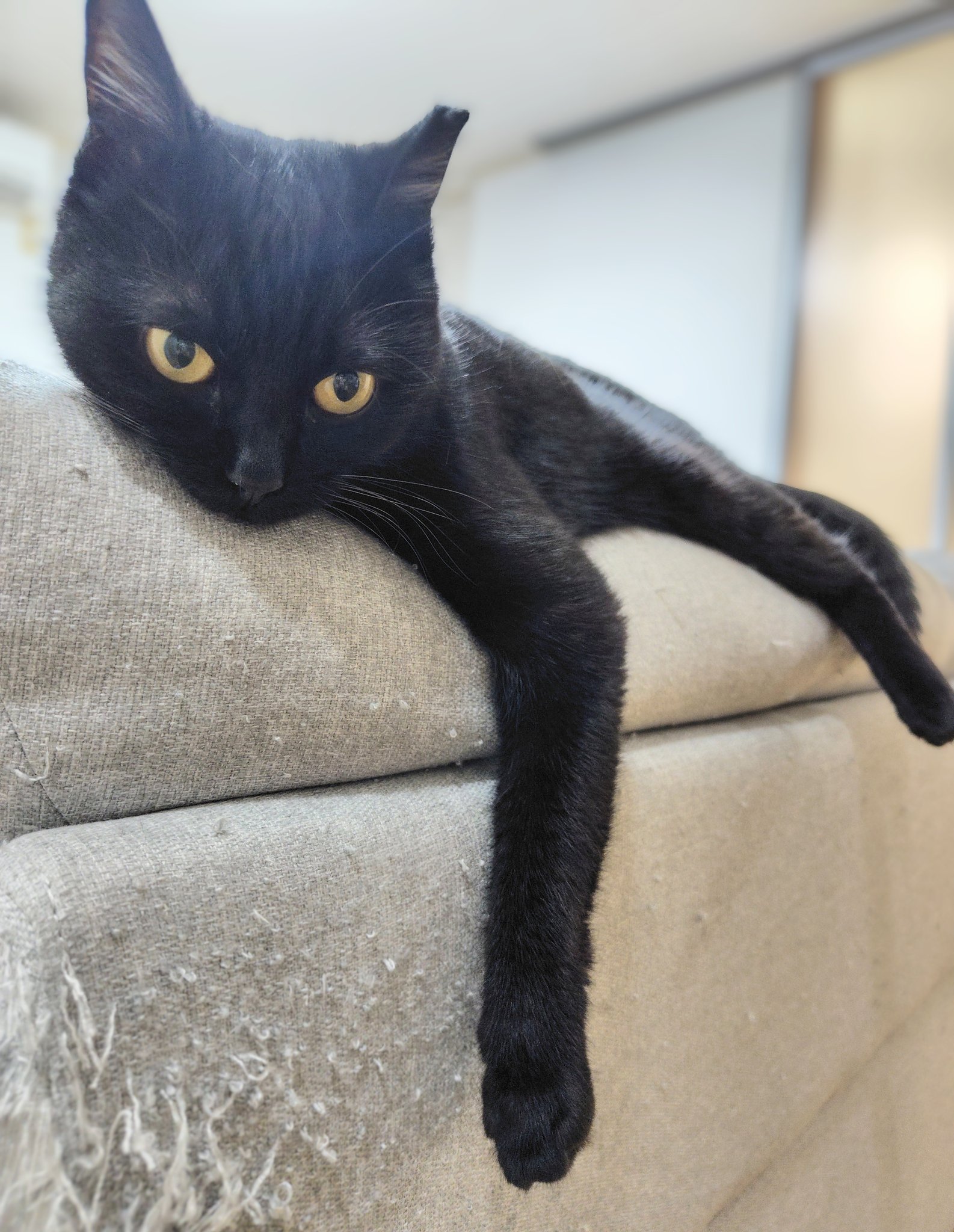 黒猫様♡ありがとうございます♡ SW SE😼 on X: 