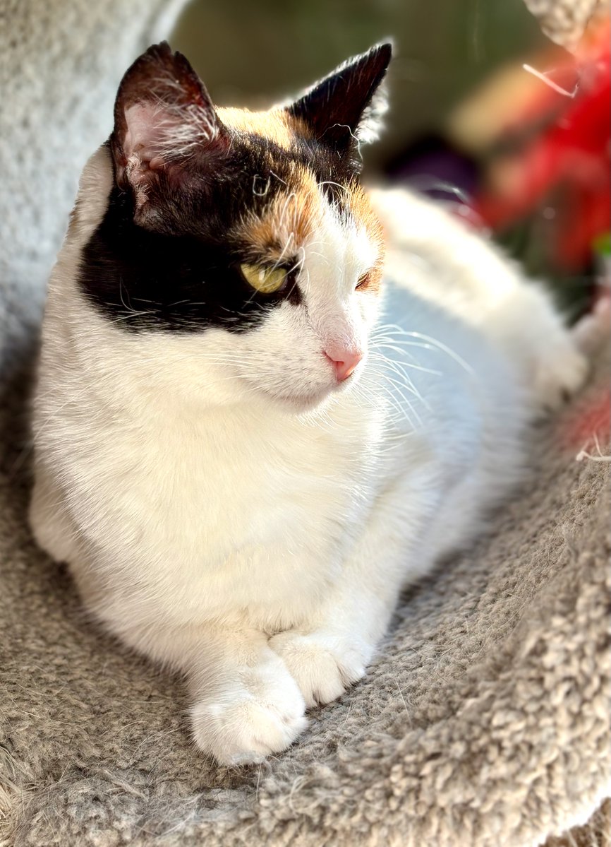 RappCatsAdopt's tweet image. Magnolia loves the sun. 馃槑
Only thing she'd love even more is a boyfriend (come on Legacy!) & a home!馃挊馃彙
#cats #StraysOfOurLives #pets #va #nova #virginia #dc #washingtondc #adoptdontshop