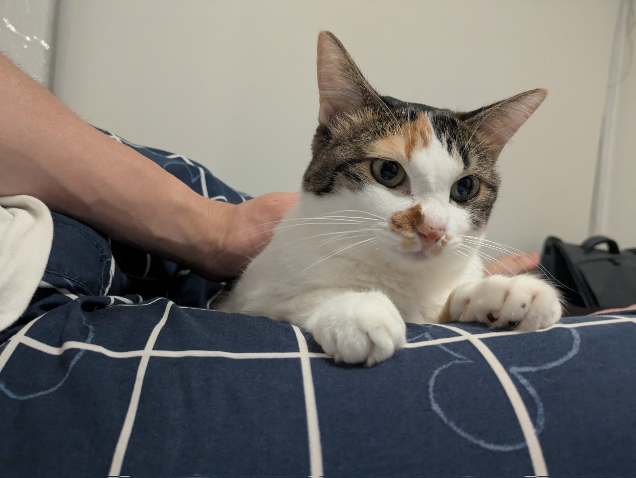 三毛猫様♡ありがとうございます♡ sddefault.jpg