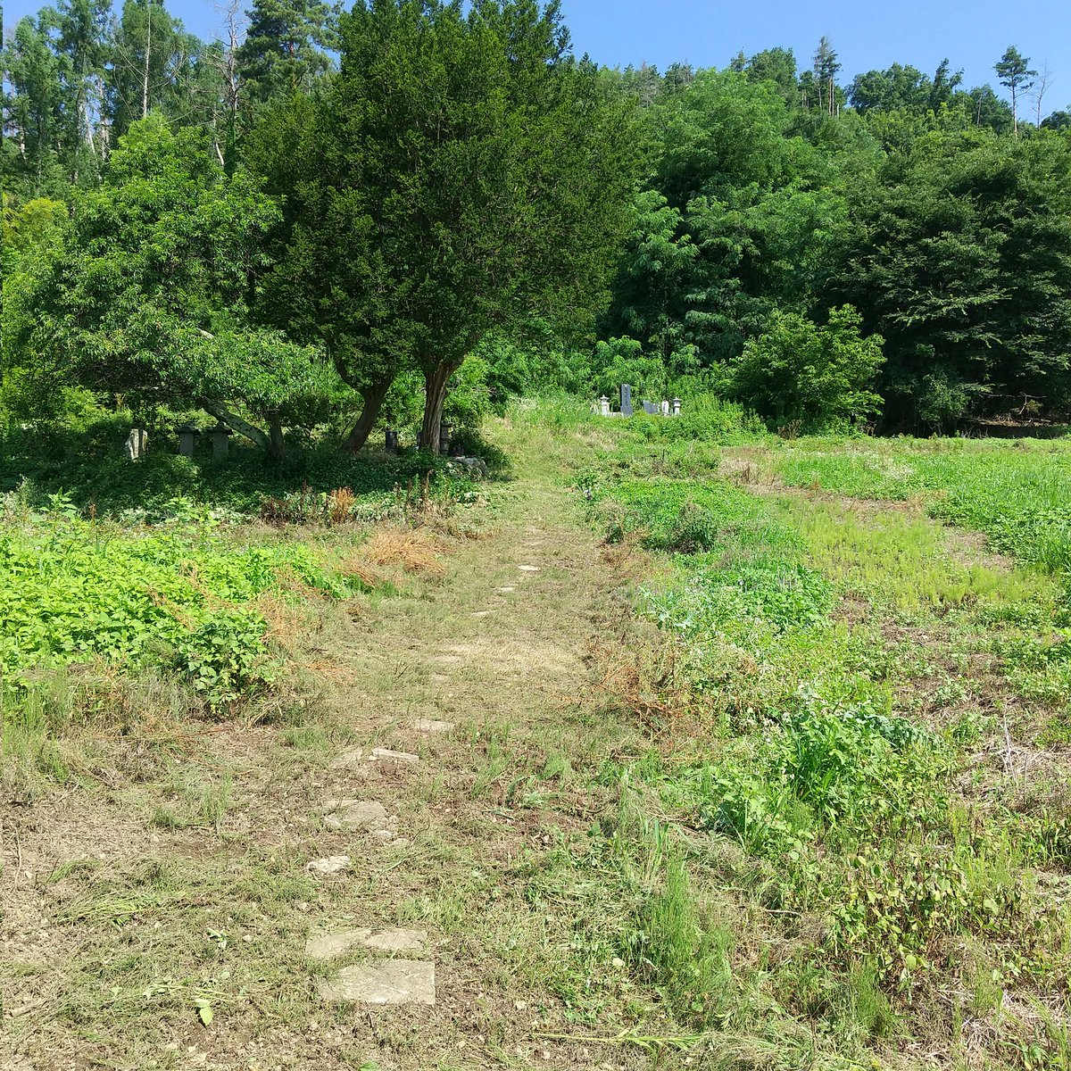 coccoro2021's tweet photo. 今日は知人の墓地周りと通路の草刈りを行いました。
#草木のこっころ #学びのこっころ #草刈り #墓地 #墓園 #お手伝い #自然と向き合う #ボランティア #清掃活動 https://t.co/NPB7B1JQVP