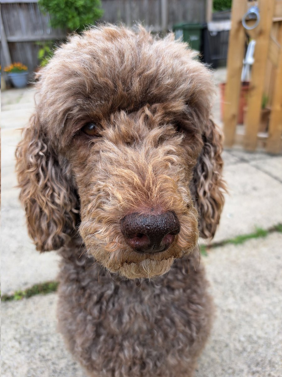 yorkshirejune's tweet image. Spot the difference. @HearingDogs 
Ambassador Pasha before and after today&apos;s full poodle trim. He looks so smart. Thank you Anneka @HearingDogsYork