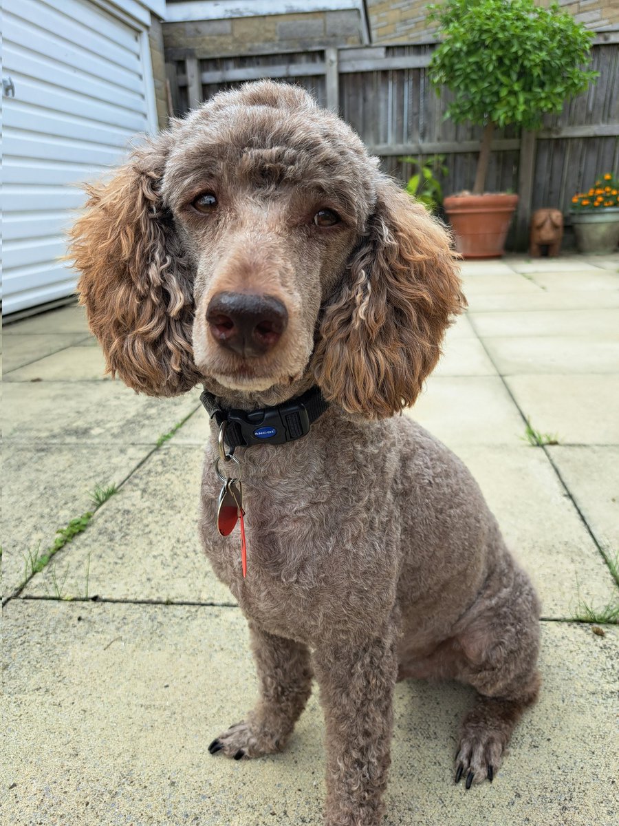 yorkshirejune's tweet image. Spot the difference. @HearingDogs 
Ambassador Pasha before and after today&apos;s full poodle trim. He looks so smart. Thank you Anneka @HearingDogsYork