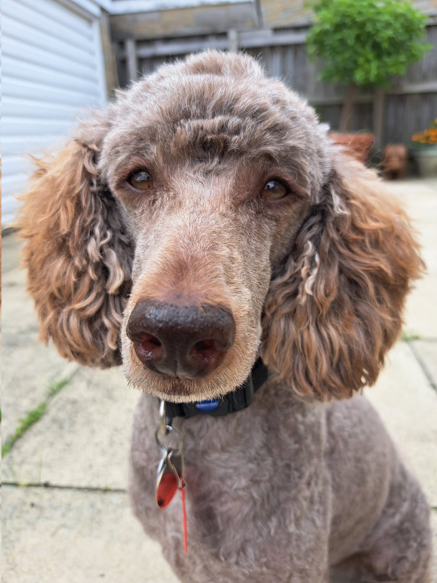 yorkshirejune's tweet image. Spot the difference. @HearingDogs 
Ambassador Pasha before and after today&apos;s full poodle trim. He looks so smart. Thank you Anneka @HearingDogsYork