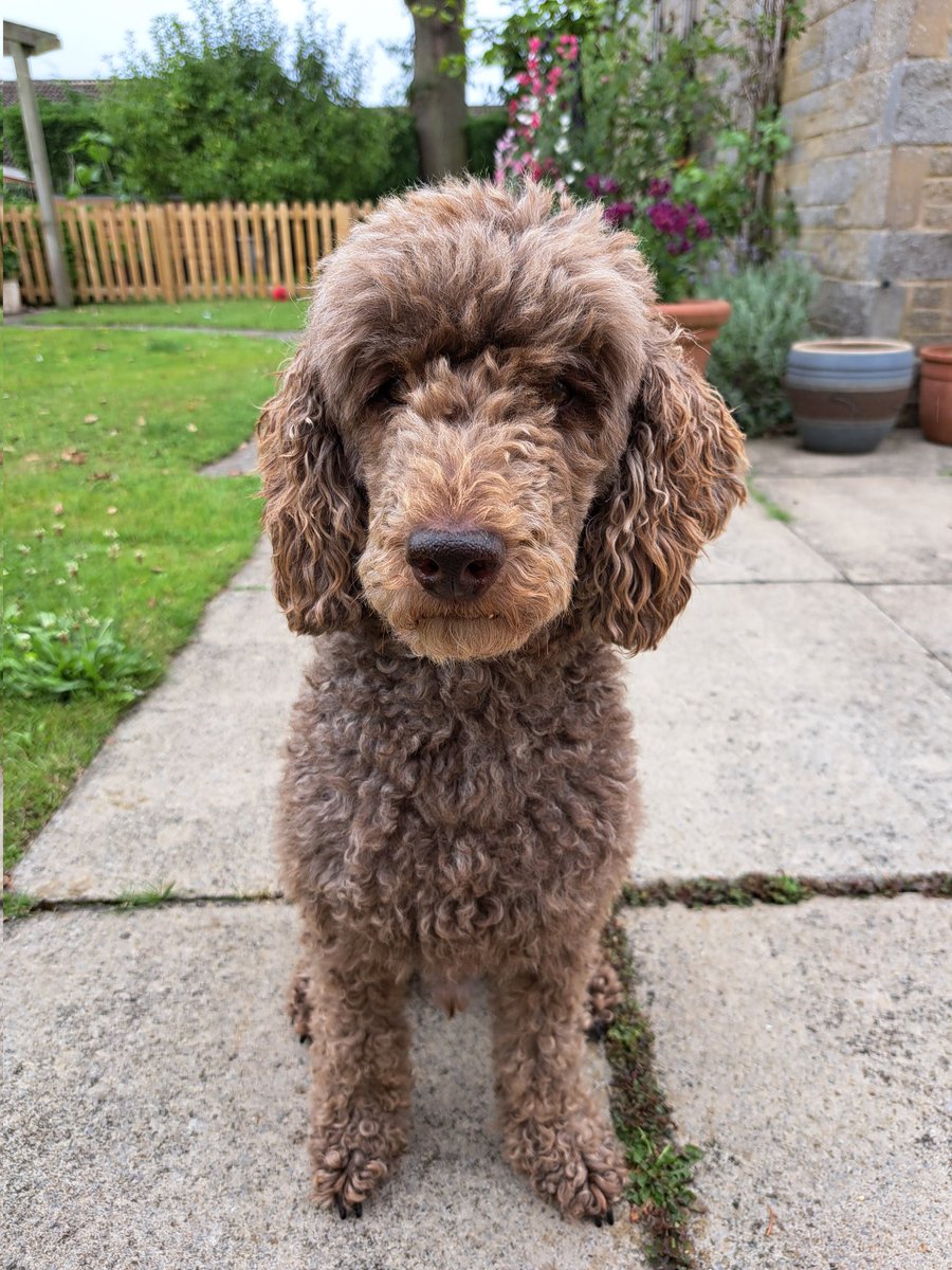 yorkshirejune's tweet image. Spot the difference. @HearingDogs 
Ambassador Pasha before and after today&apos;s full poodle trim. He looks so smart. Thank you Anneka @HearingDogsYork
