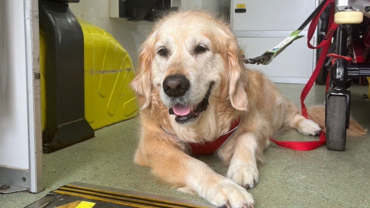 NWAmbulance's tweet image. Did you know that assistance dogs can travel on board our ambulances? We have recently updated our guidance to ensure we transport them safely along with the patient. 🐾