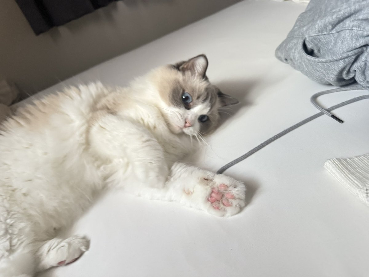 ragdoll0504's tweet image. バブみ