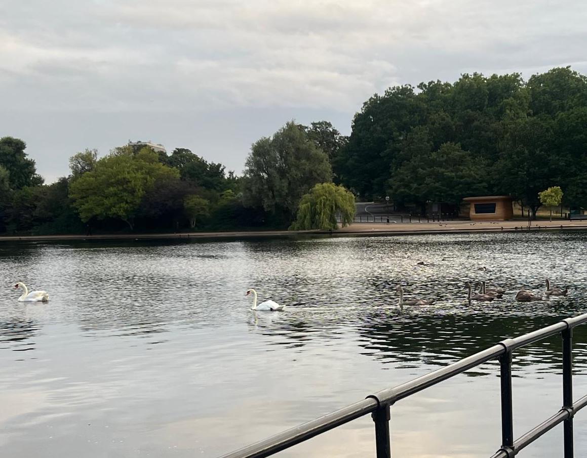 Serps Swimming Club (@serpsswimclub) on Twitter photo Water 21.7 Air 18
Shady characters alert: there is a cygnet ring operating in the pond. Water 21.7 Air 18
Shady characters alert: there is a cygnet ring operating in the pond.