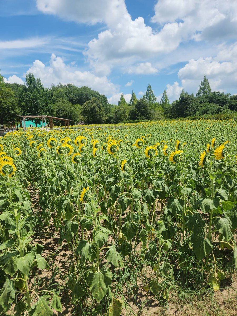 capybara5179's tweet image. 向日葵がみんな同じ方向を向いていてかわいかった🌻