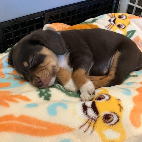 TriBeagles's tweet image. These adoptable puppies have zero interest! Visit our website to learn more about adopting one: tribeagles.org/adopt
youtube.com/shorts/M3MhQIZ…