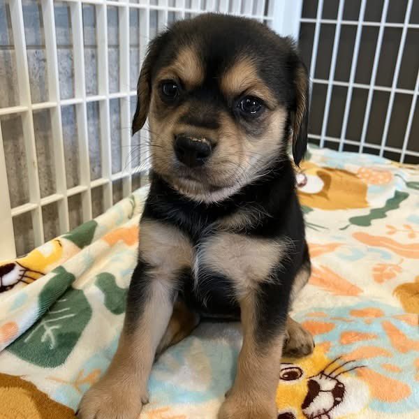 TriBeagles's tweet image. These adoptable puppies have zero interest! Visit our website to learn more about adopting one: tribeagles.org/adopt
youtube.com/shorts/M3MhQIZ…