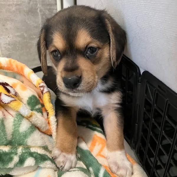 TriBeagles's tweet image. These adoptable puppies have zero interest! Visit our website to learn more about adopting one: tribeagles.org/adopt
youtube.com/shorts/M3MhQIZ…