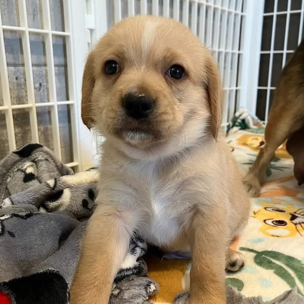 TriBeagles's tweet image. These adoptable puppies have zero interest! Visit our website to learn more about adopting one: tribeagles.org/adopt
youtube.com/shorts/M3MhQIZ…