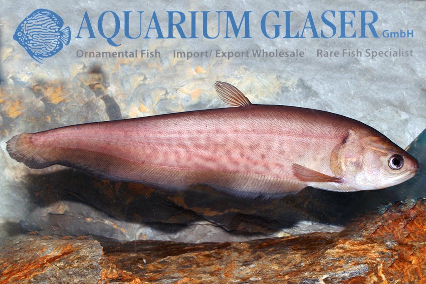 aquariumglaser's tweet photo. #Papyrocranus #afer
find more details and pics @ https://t.co/kgExUnuDLM https://t.co/JEXCMLZHP8