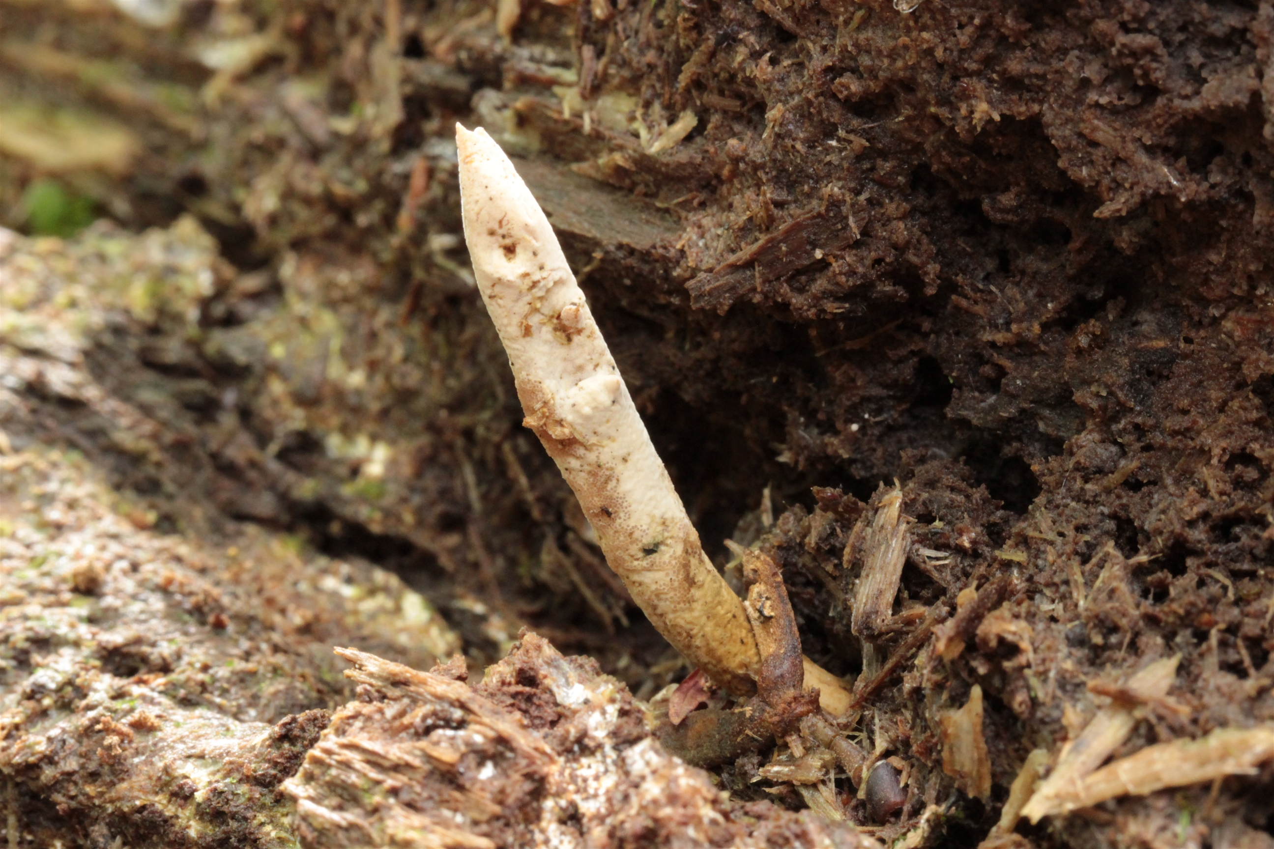 日本菌学会 (@Mycology_Japan) / X