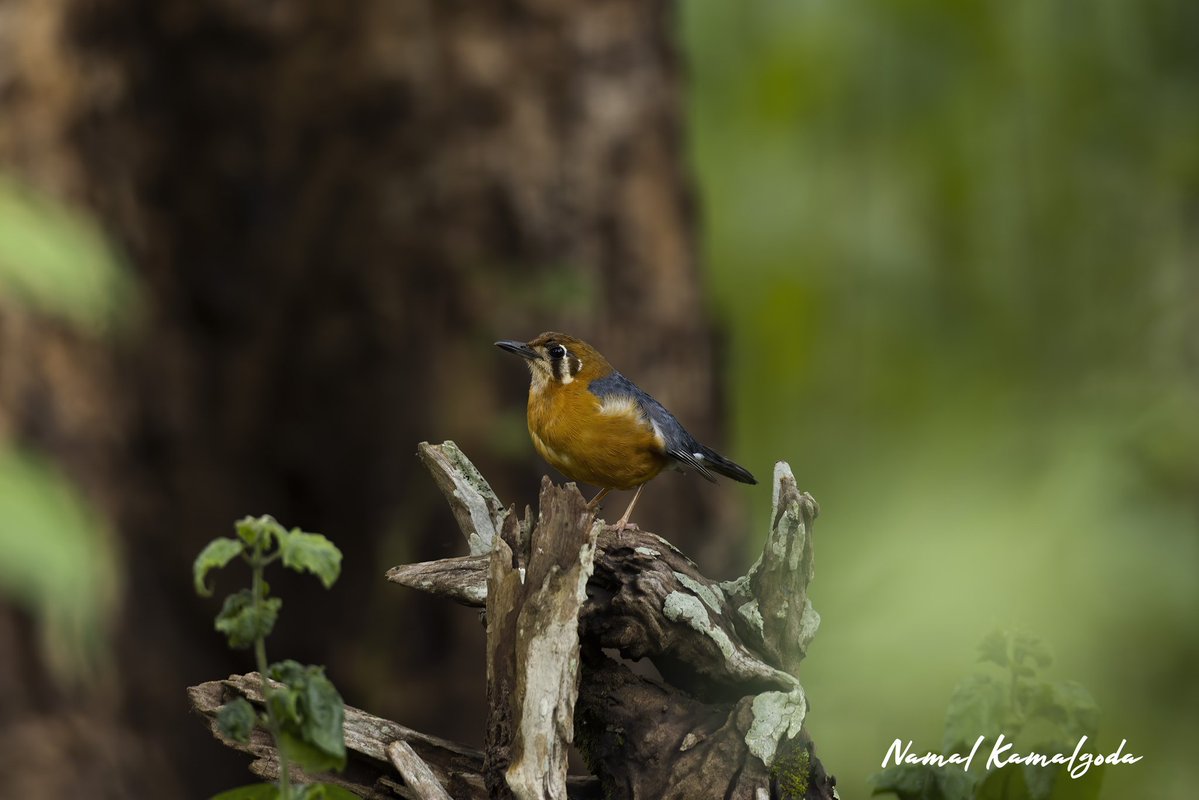 Namalkamalgoda's tweet image. Orange Ground Thrush in Nagarahole National Park in Karanataka, India

#india #wildkaranataka #birdsofindia #thrush #bbcwildlifemagazine #canonwildlife #natgeo #birdsoftheworld #safari #wild #WildlifePhotography #natgeowild #instagood #travelgram