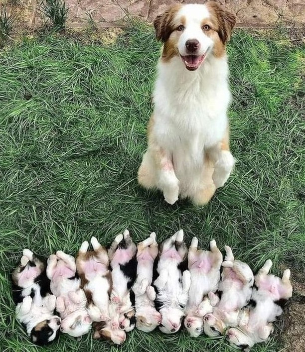 Beyond_theleash's tweet image. This sweet mama just gave birth to 9 beautiful puppies! Look at that proud face. 💖 Please send her all your love. ❤️