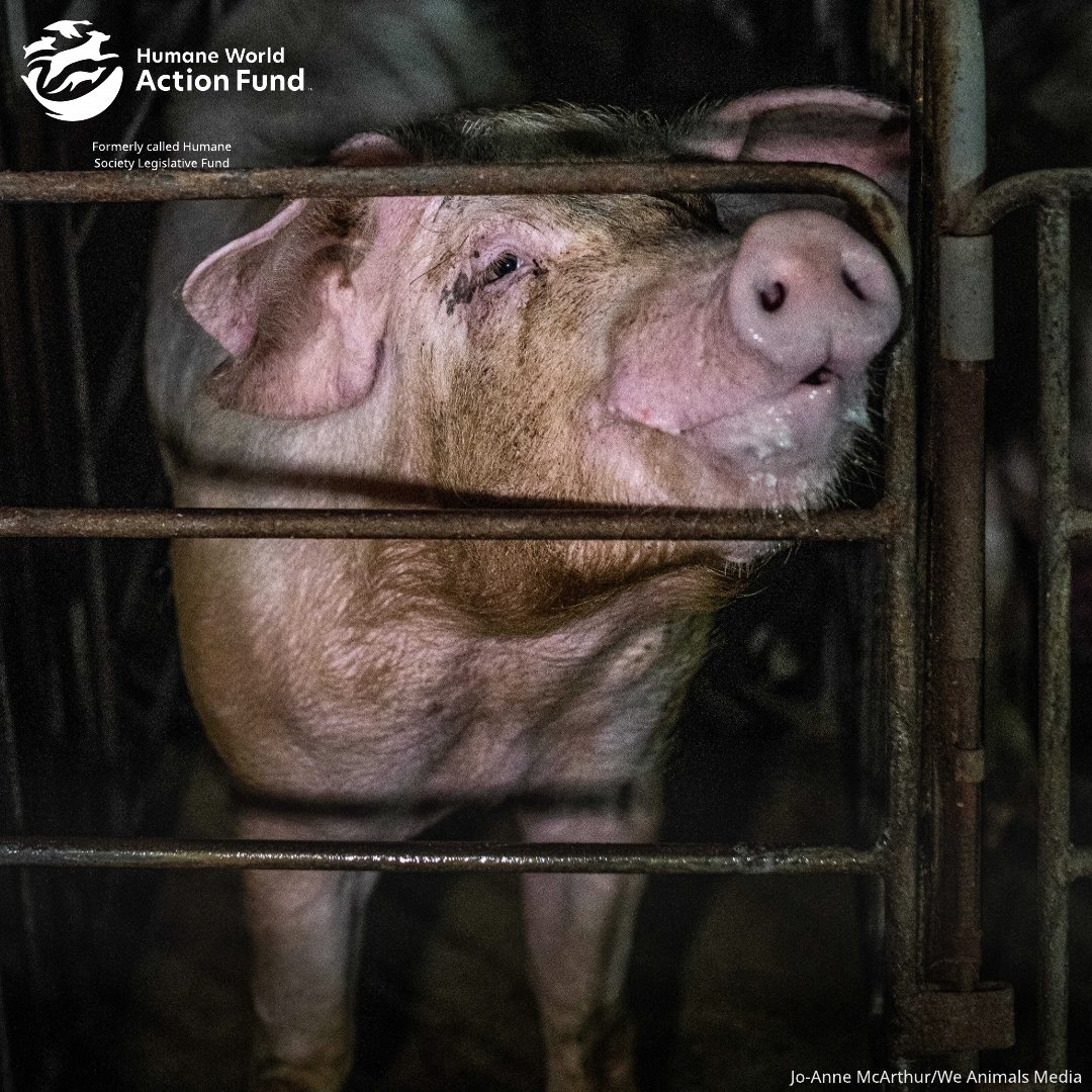 Today, <a href="/HouseAgGOP/">House Committee on Agriculture</a>  is showcasing a panel to attack #Prop12 – a PROP hearing for Big Pork.

Dismantling state laws will NOT:

➡️ Help lower your grocery bill
➡️ Help the hundreds of farmers and producers who are using more humane methods
➡️ Help farm animals in extreme