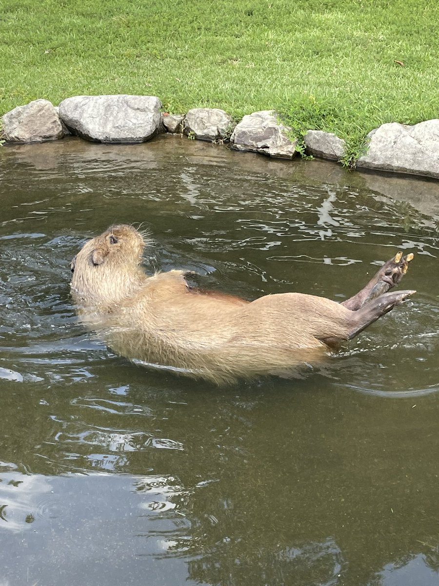 capybara5179's tweet image. このスタイルはカピバラだと確立されつつある。
#カピバラ
#capybara
#水豚
#卡皮巴拉