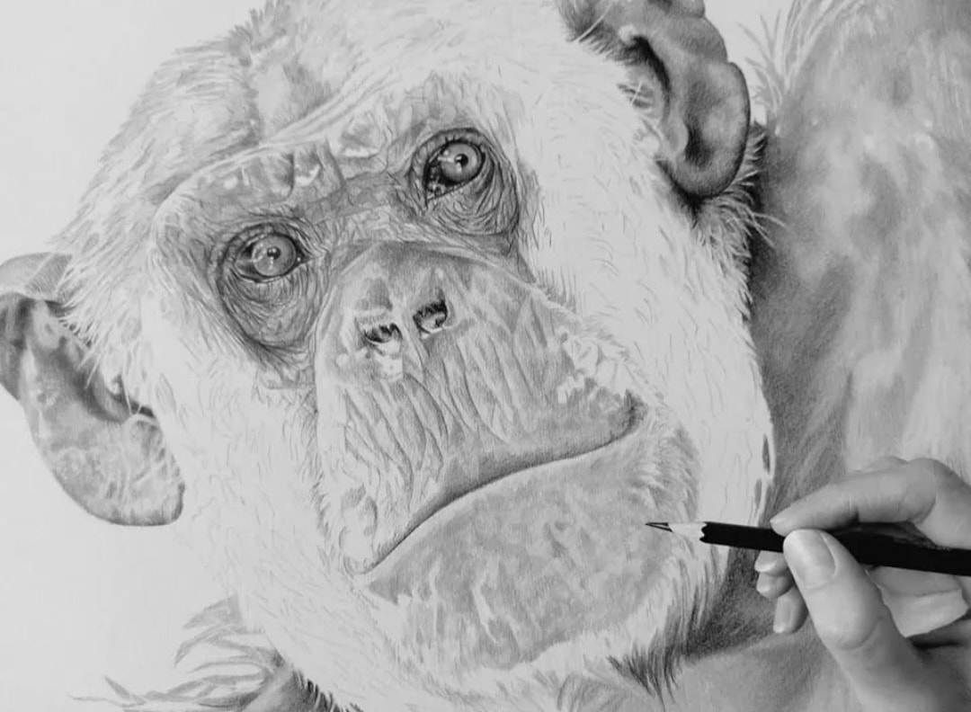 srh_sue's tweet image. Hard to believe I completed this drawing over a year ago now.
'Spellbound' Pencil on paper.
馃摲 Edwin Butter via wildlife reference photos.
#drawing #art