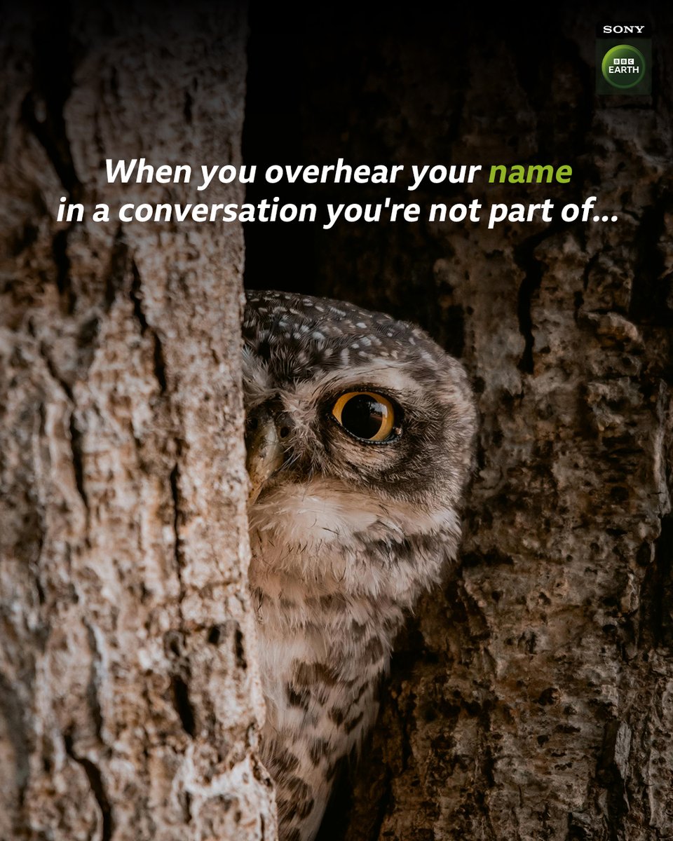 With eyesight built for precision and hearing tuned to whispers, owls are always tuned in—just like you at the office. ​

#SBBCE #SonyBBCEarth #FeelAlive #Meme