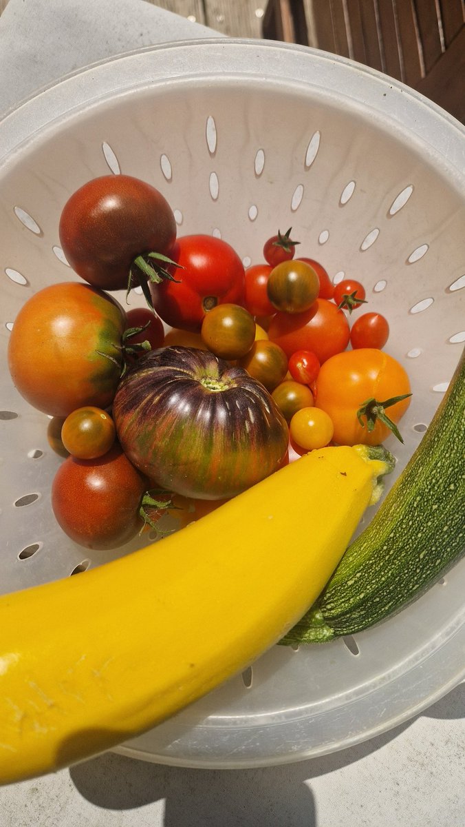 Growing
Organic
Automated
Tomatoes