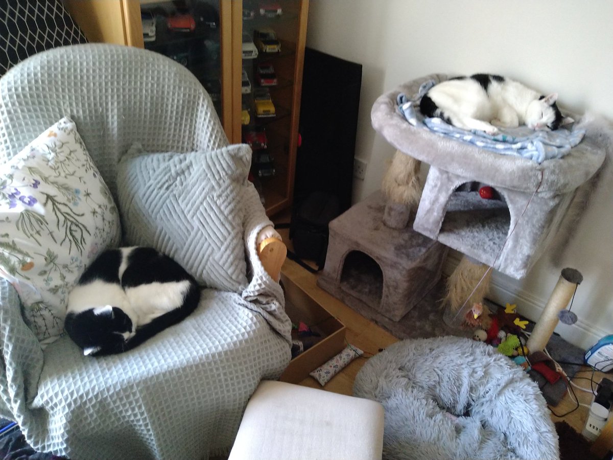 "How may we ignore you today?"
#CatsofTwitter 
<a href="/PaulzSmith1/">Paul Smith</a> <a href="/lizanne_davies/">Lizanne Davies</a> <a href="/OriginalMrP/">Mark</a> <a href="/JenBarber101/">Amanda</a> <a href="/cat_cedric/">Cedric The Cat</a> <a href="/TheNerdyCatLady/">🐈 Ranae 🐈‍⬛</a> <a href="/EmmaWhi70638995/">Felix and Freya (R.I.P Percy)</a> <a href="/xodarapreturns/">Martin</a> <a href="/catsnkittys/">Cats and Kittens</a> <a href="/half_straycat/">Marshmallow and Oreo🐾❤️😺❤️😽❤️</a> <a href="/cdntrichick/">Christine</a>