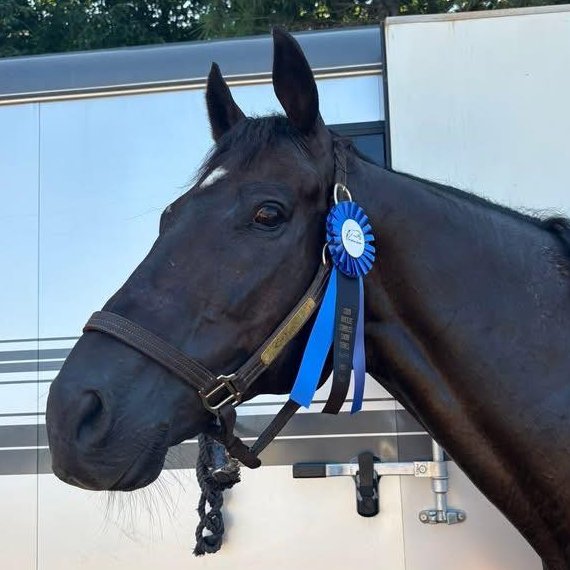 NewVocations's tweet image. #NVGrad Update: LORD GUINNESS (Shanghai Bobby) was adopted from New Vocations in 2023 to pursue a second career in pleasure riding. We were excited to hear that he was Reserve Champion at his first show the other day! @wemracing