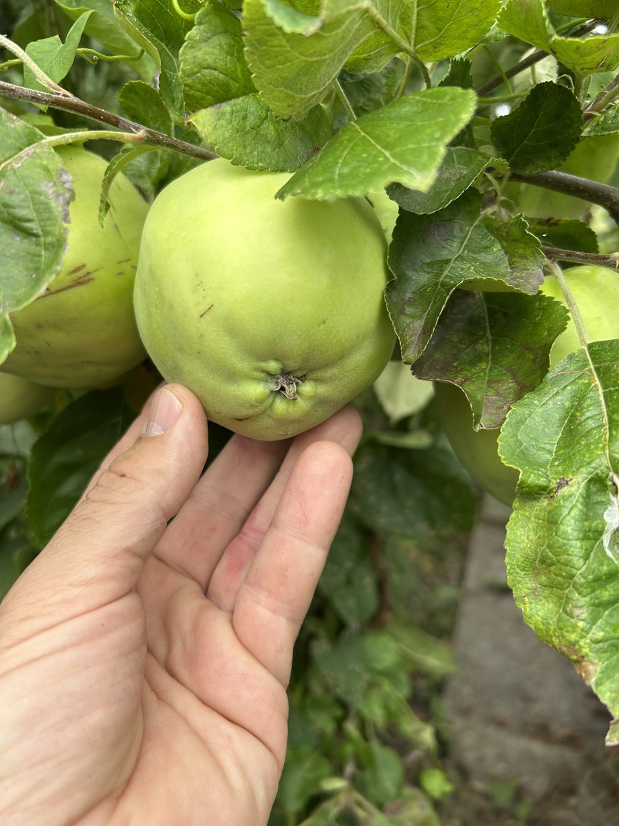 stewartwaine's tweet image. Goose’s arse ( twylldyn gwydd?) Apple 🍏 going to be gigantic this year