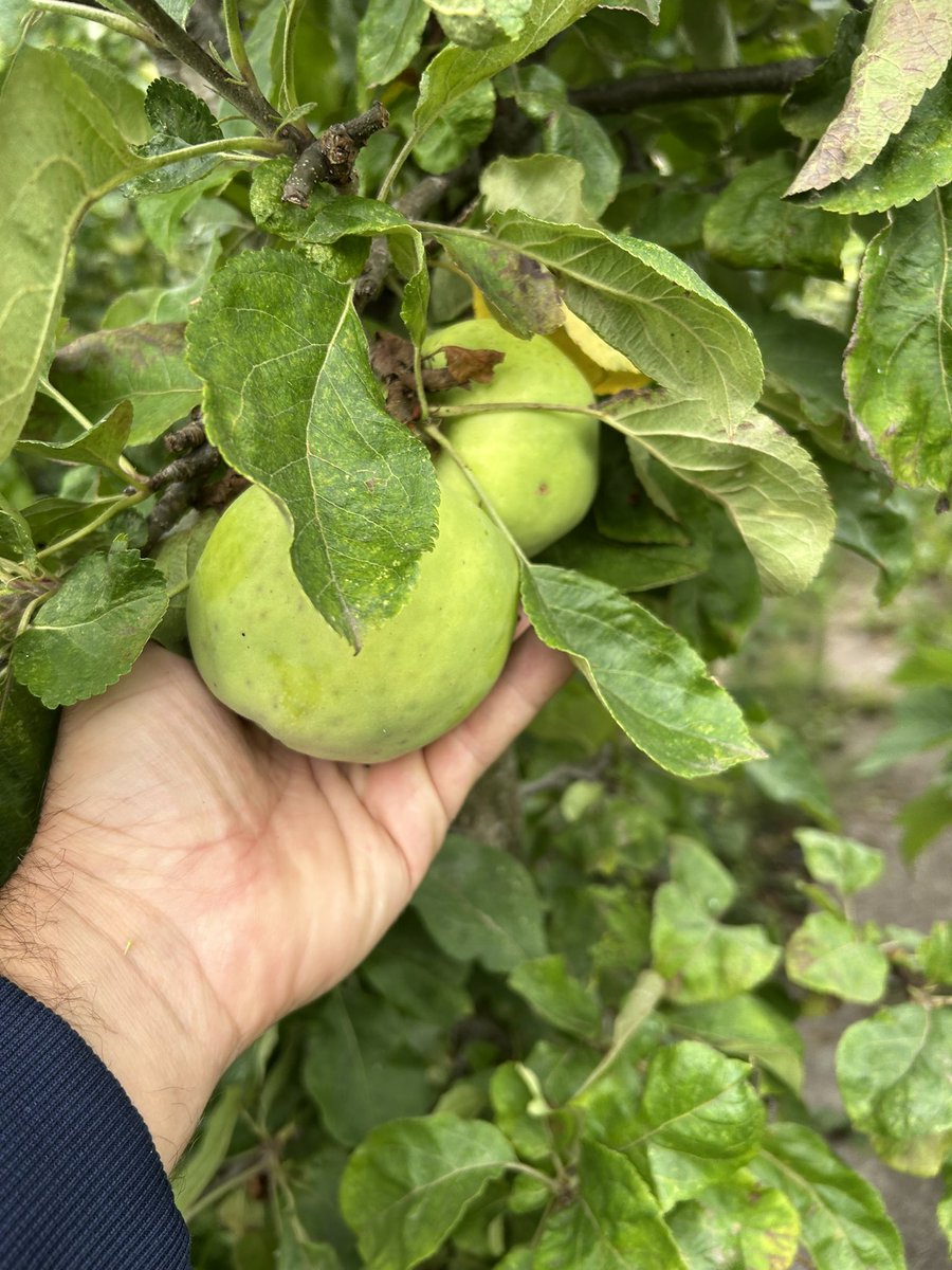 stewartwaine's tweet image. Goose’s arse ( twylldyn gwydd?) Apple 🍏 going to be gigantic this year