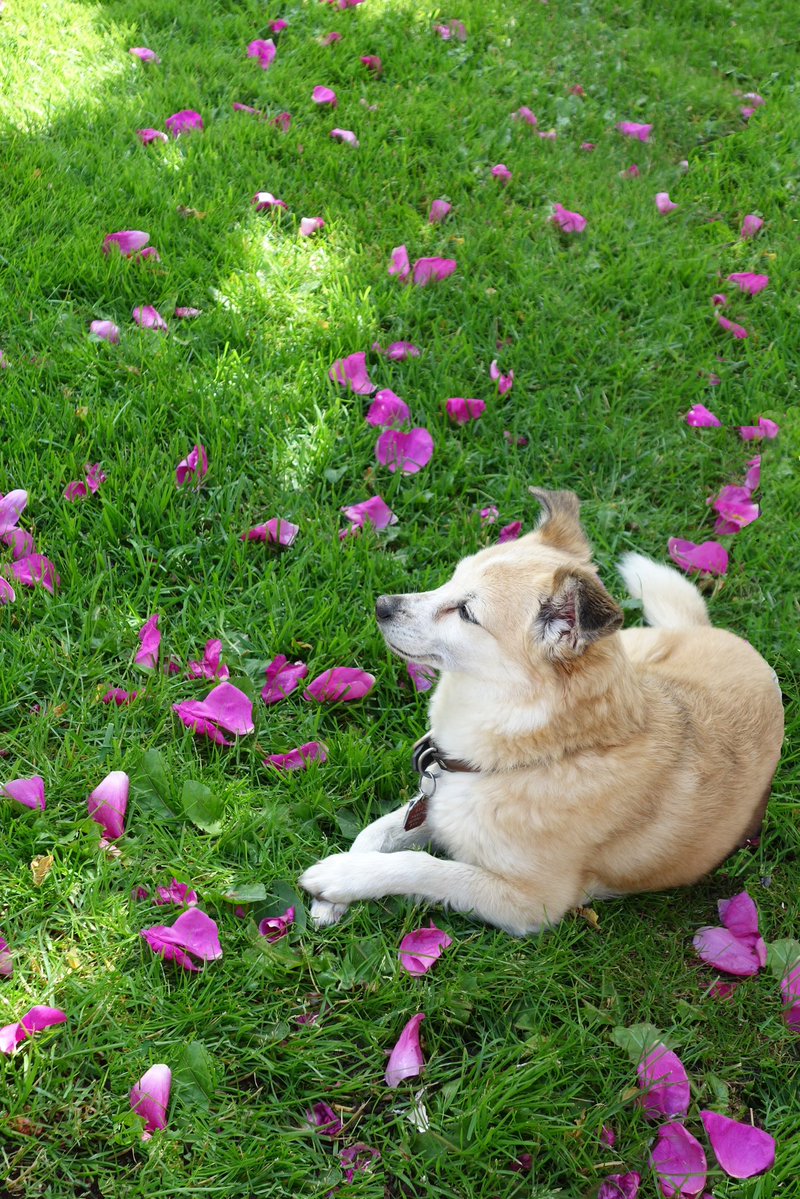 stan_sdcollins's tweet image. The back yard covered in wild rose petals. When little Luci was alive she loved the smell of them and use to lay on them all afternoon long.