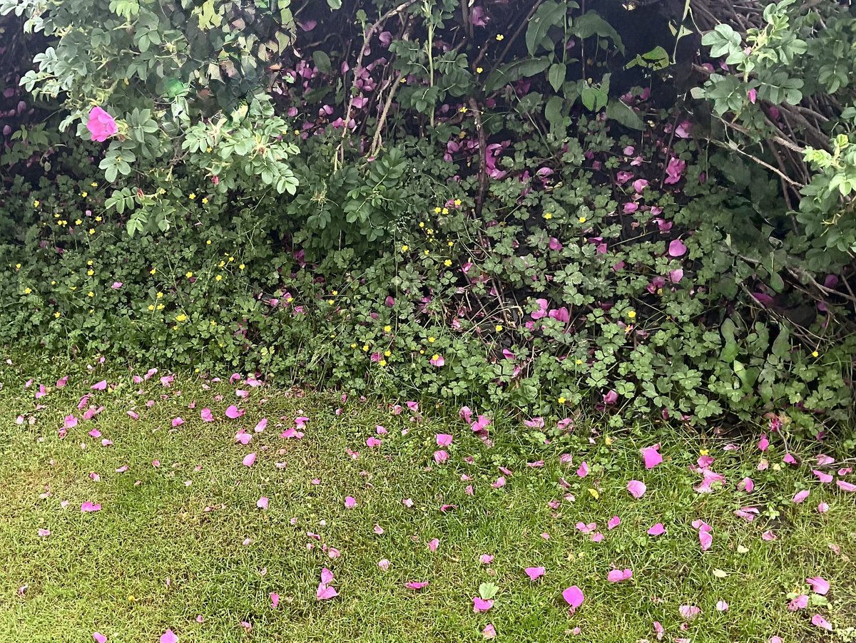 stan_sdcollins's tweet image. The back yard covered in wild rose petals. When little Luci was alive she loved the smell of them and use to lay on them all afternoon long.