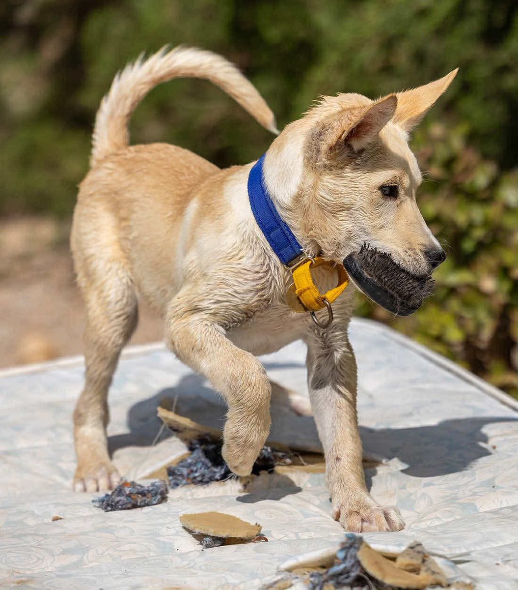 GalgosdelSol's tweet image. How is this fabulous boy not adopted yet. Meet Dylan ❤️
He’s five months old and a right little character.
If you’re looking for fun then he’s your boy. He’s doing great with other dogs, his previous leg injury seems to be over and he’s ready for a home.
Oh come on… you can’t…